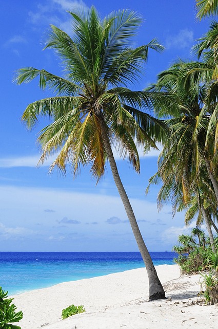 Tropical beach with palm trees and turquoise water.